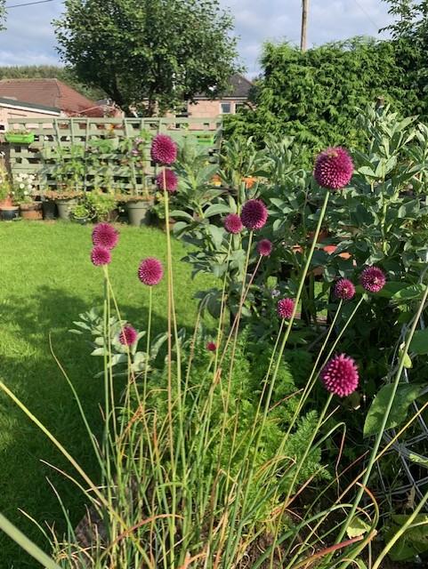 Beautiful view of flowers in our school garden 