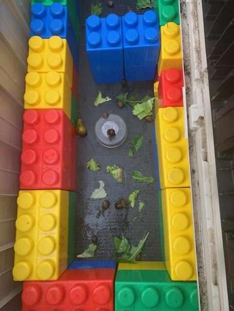 A Lego border in the school garden 