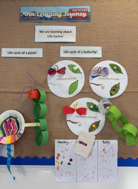 P 1 2 life cycle of a butterfly